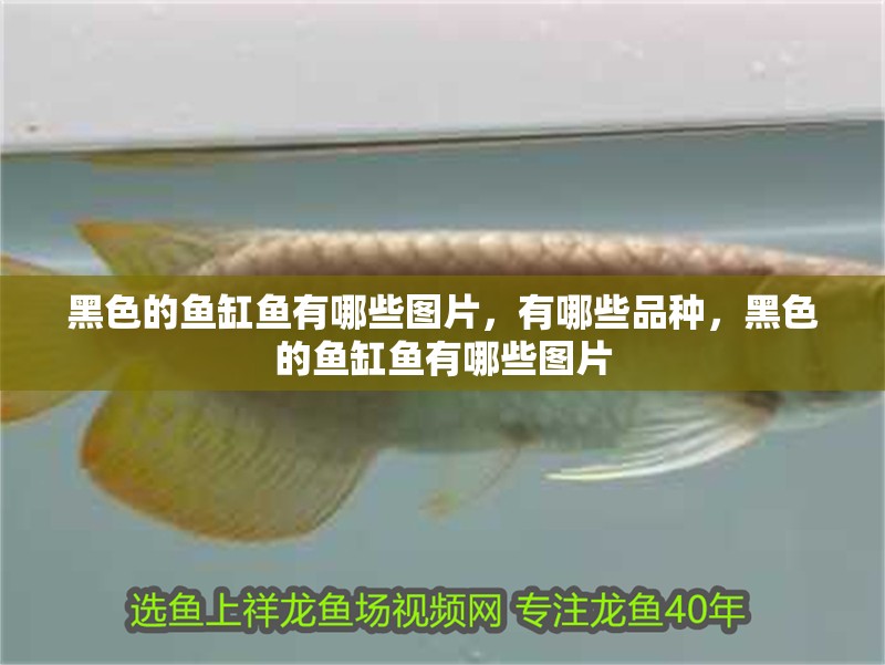 黑色的魚缸魚有哪些圖片，有哪些品種，黑色的魚缸魚有哪些圖片