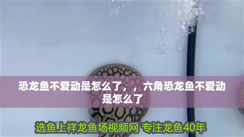 恐龍魚不愛動是怎么了，，六角恐龍魚不愛動是怎么了