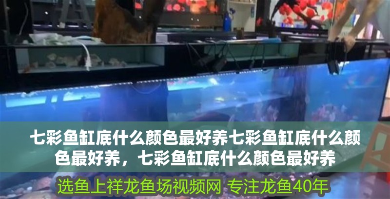 七彩魚缸底什么顏色最好養七彩魚缸底什么顏色最好養，七彩魚缸底什么顏色最好養