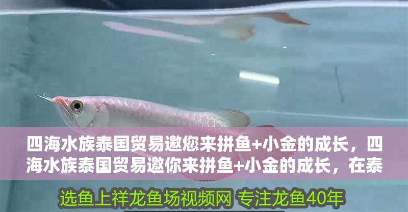 四海水族泰國貿易邀您來拼魚+小金的成長，四海水族泰國貿易邀你來拼魚+小金的成長，在泰國海洋生態中