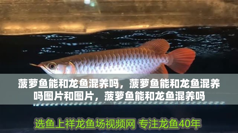 菠蘿魚能和龍魚混養嗎，菠蘿魚能和龍魚混養嗎圖片和圖片，菠蘿魚能和龍魚混養嗎