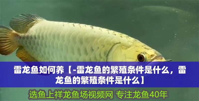雷龍魚如何養(yǎng)【-雷龍魚的繁殖條件是什么，雷龍魚的繁殖條件是什么】