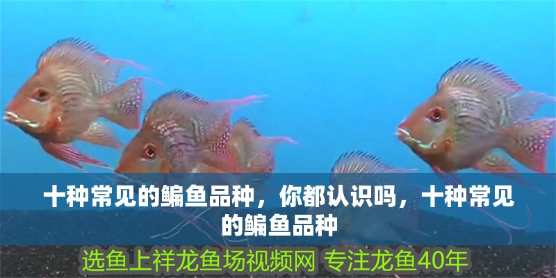 十種常見的鳊魚品種，你都認識嗎，十種常見的鳊魚品種