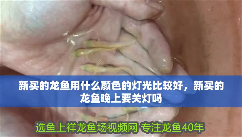 新買的龍魚用什么顏色的燈光比較好，新買的龍魚晚上要關(guān)燈嗎 新買的龍魚用什么顏色的燈光比較好，新買的龍魚晚上要關(guān)燈嗎 觀賞魚百科 第1張