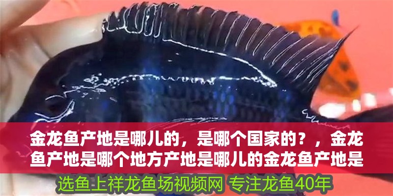 金龍魚產地是哪兒的，是哪個國家的？，金龍魚產地是哪個地方產地是哪兒的金龍魚產地是哪兒