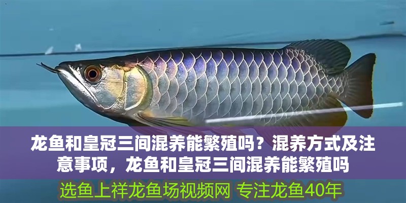 龍魚和皇冠三間混養(yǎng)能繁殖嗎？混養(yǎng)方式及注意事項，龍魚和皇冠三間混養(yǎng)能繁殖嗎
