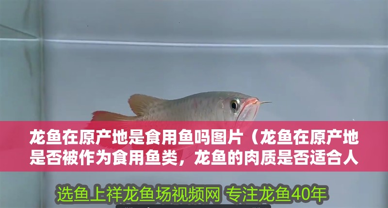 龍魚在原產地是食用魚嗎圖片（龍魚在原產地是否被作為食用魚類，龍魚的肉質是否適合人類食用）