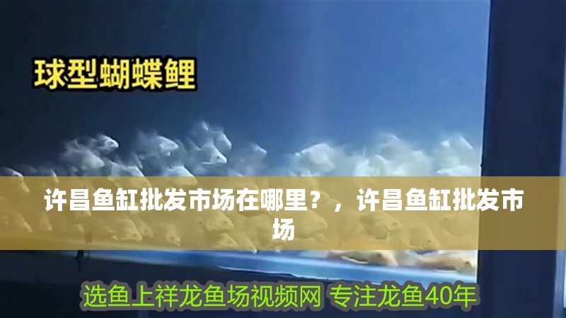 許昌魚缸批發(fā)市場在哪里？，許昌魚缸批發(fā)市場 許昌魚缸批發(fā)市場在哪里？，許昌魚缸批發(fā)市場 觀賞魚百科 第1張