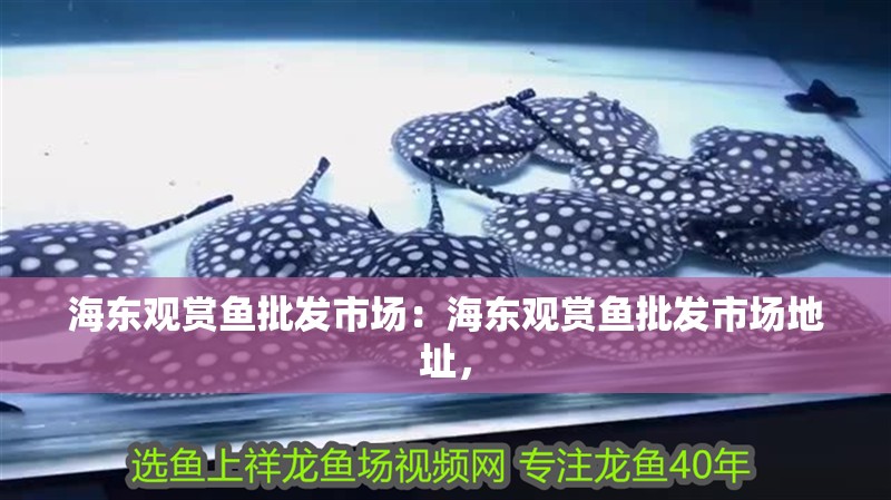 海東觀賞魚批發市場：海東觀賞魚批發市場地址，