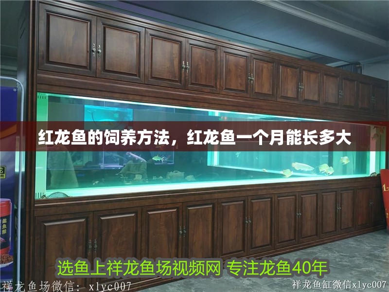 紅龍魚的飼養方法，紅龍魚一個月能長多大