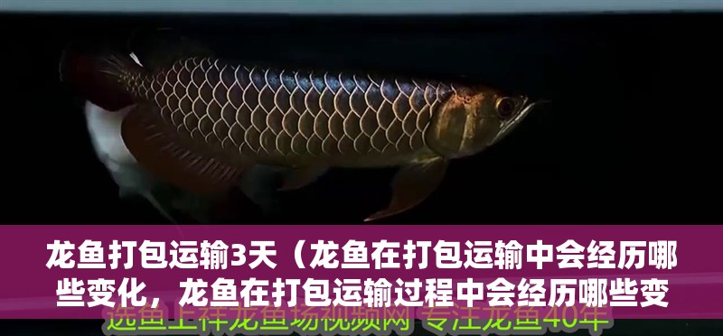龍魚(yú)打包運(yùn)輸3天（龍魚(yú)在打包運(yùn)輸中會(huì)經(jīng)歷哪些變化，龍魚(yú)在打包運(yùn)輸過(guò)程中會(huì)經(jīng)歷哪些變化）
