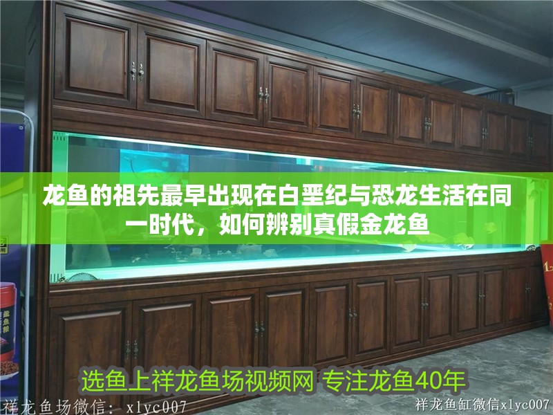 龍魚(yú)的祖先最早出現(xiàn)在白堊紀(jì)與恐龍生活在同一時(shí)代，如何辨別真假金龍魚(yú)