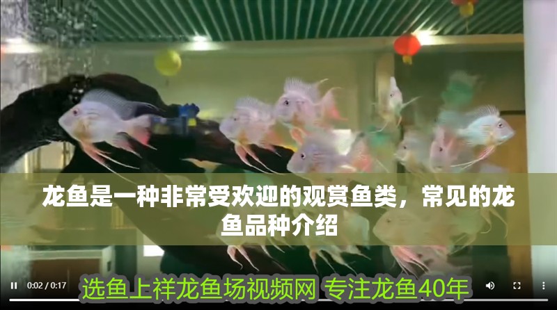龍魚是一種非常受歡迎的觀賞魚類，常見的龍魚品種介紹 龍魚是一種非常受歡迎的觀賞魚類，常見的龍魚品種介紹 觀賞魚百科 第2張