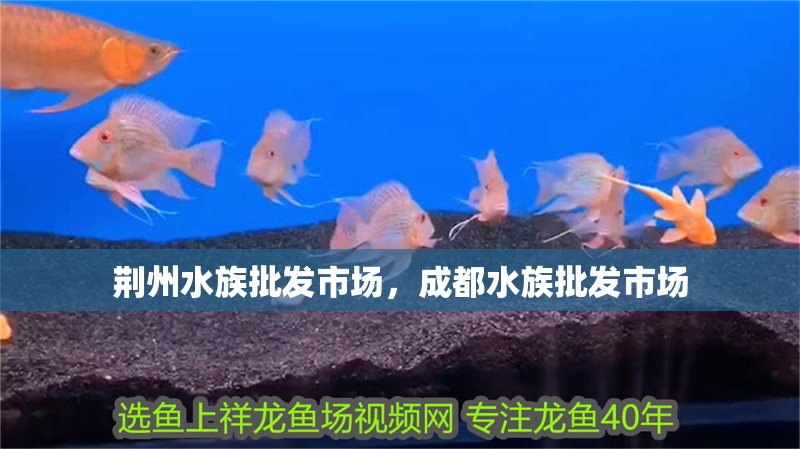 荊州水族批發市場，成都水族批發市場