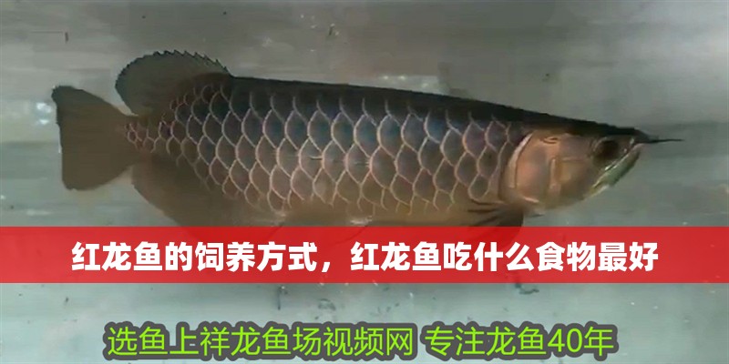 紅龍魚的飼養方式，紅龍魚吃什么食物最好