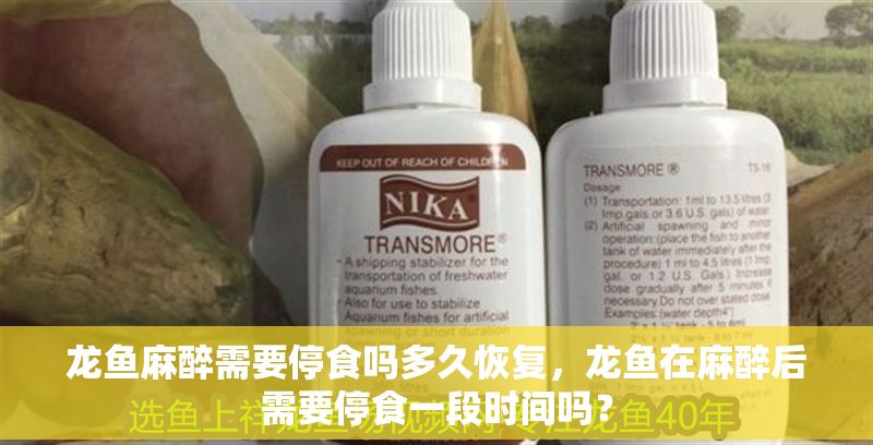 龍魚麻醉需要停食嗎多久恢復(fù)，龍魚在麻醉后需要停食一段時(shí)間嗎？