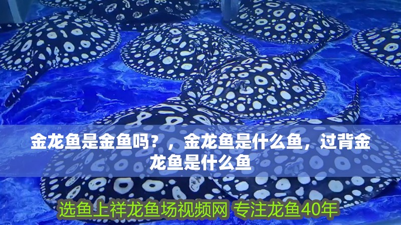 金龍魚是金魚嗎？，金龍魚是什么魚，過背金龍魚是什么魚
