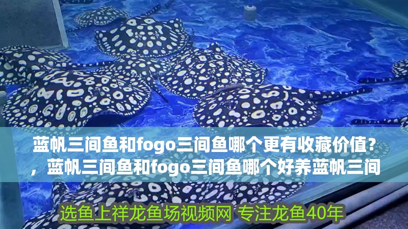 藍帆三間魚和fogo三間魚哪個更有收藏價值？，藍帆三間魚和fogo三間魚哪個好養(yǎng)藍帆三間魚好養(yǎng)嗎