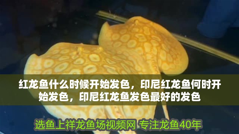 紅龍魚什么時(shí)候開始發(fā)色，印尼紅龍魚何時(shí)開始發(fā)色，印尼紅龍魚發(fā)色最好的發(fā)色