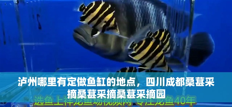 瀘州哪里有定做魚缸的地點，四川成都桑葚采摘桑葚采摘桑葚采摘園