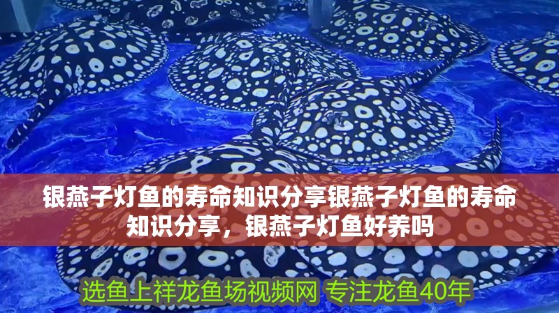 銀燕子燈魚的壽命知識分享銀燕子燈魚的壽命知識分享，銀燕子燈魚好養(yǎng)嗎