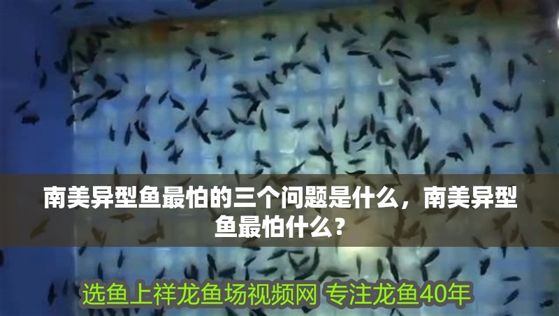 南美異型魚(yú)最怕的三個(gè)問(wèn)題是什么，南美異型魚(yú)最怕什么？