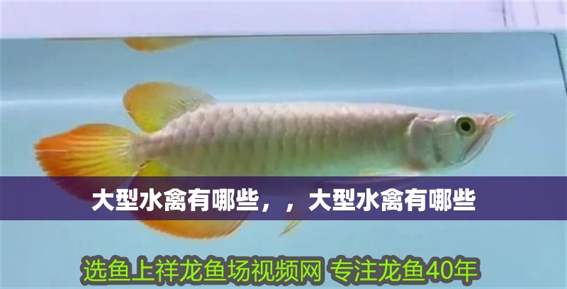 大型水禽有哪些，，大型水禽有哪些