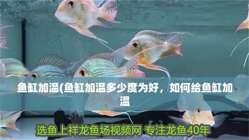 魚缸加溫(魚缸加溫多少度為好，如何給魚缸加溫