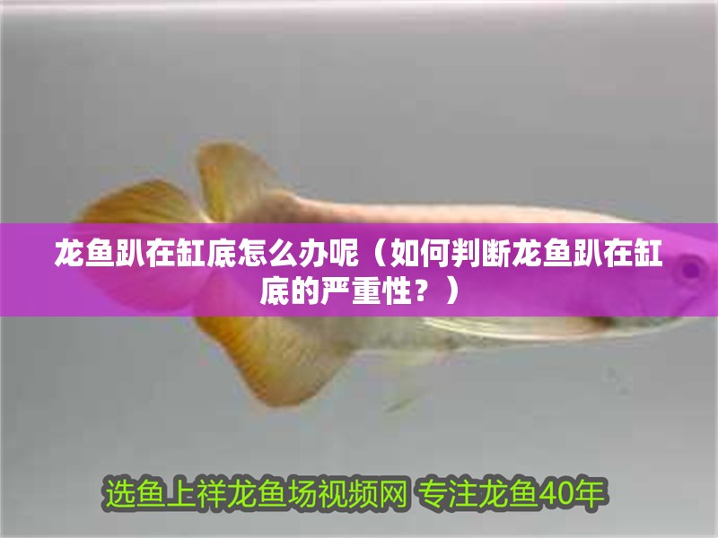 龍魚趴在缸底怎么辦呢（如何判斷龍魚趴在缸底的嚴(yán)重性？）