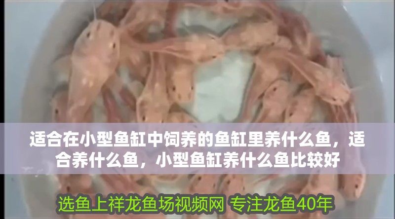 適合在小型魚缸中飼養的魚缸里養什么魚，適合養什么魚，小型魚缸養什么魚比較好
