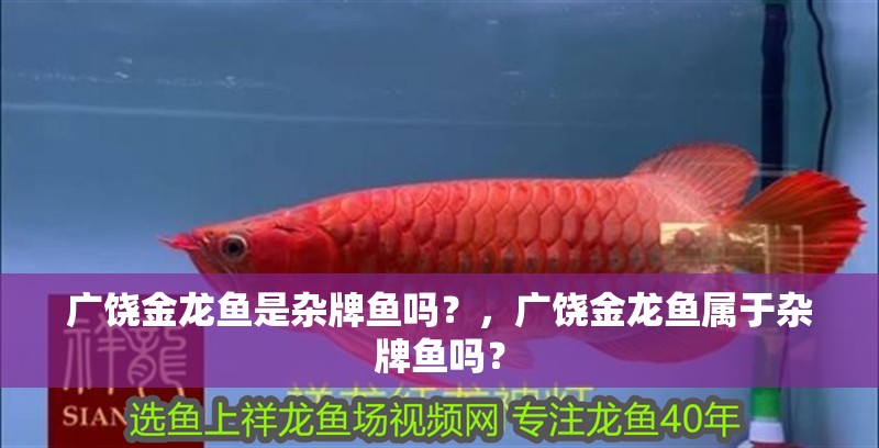 廣饒金龍魚是雜牌魚嗎？，廣饒金龍魚屬于雜牌魚嗎？
