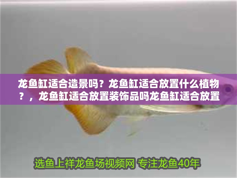 龍魚缸適合造景嗎？龍魚缸適合放置什么植物？，龍魚缸適合放置裝飾品嗎龍魚缸適合放置裝飾品嗎
