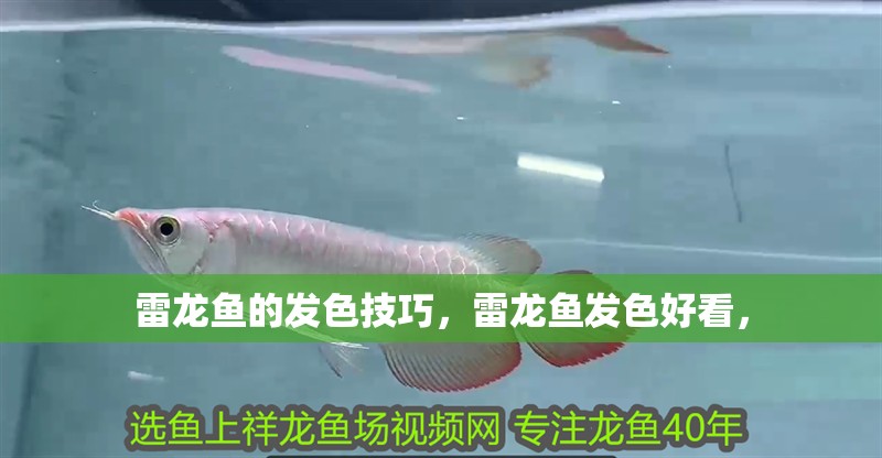 雷龍魚的發色技巧，雷龍魚發色好看，