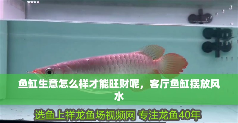 魚缸生意怎么樣才能旺財呢，客廳魚缸擺放風水