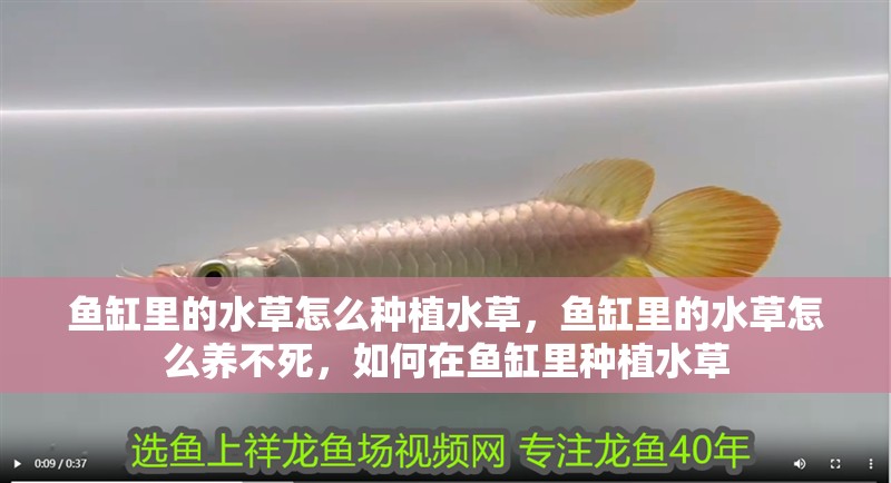魚缸里的水草怎么種植水草，魚缸里的水草怎么養不死，如何在魚缸里種植水草