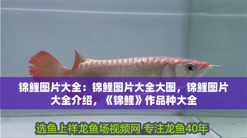 錦鯉圖片大全：錦鯉圖片大全大圖，錦鯉圖片大全介紹，《錦鯉》作品種大全