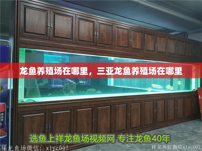 龍魚養殖場在哪里，三亞龍魚養殖場在哪里 龍魚養殖場在哪里，三亞龍魚養殖場在哪里 觀賞魚百科 第2張