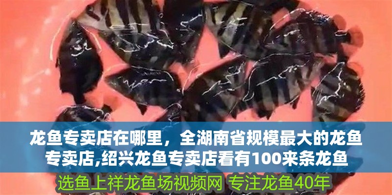 龍魚專賣店在哪里，全湖南省規模最大的龍魚專賣店,紹興龍魚專賣店看有100來條龍魚