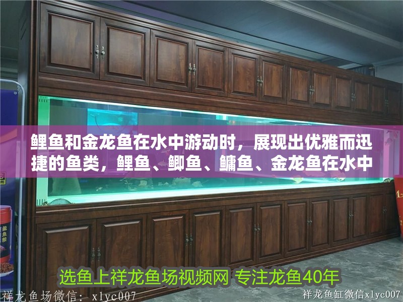 鯉魚和金龍魚在水中游動時，展現出優雅而迅捷的魚類，鯉魚、鯽魚、鳙魚、金龍魚在水中游動時，都展現出優雅而迅捷的動作
