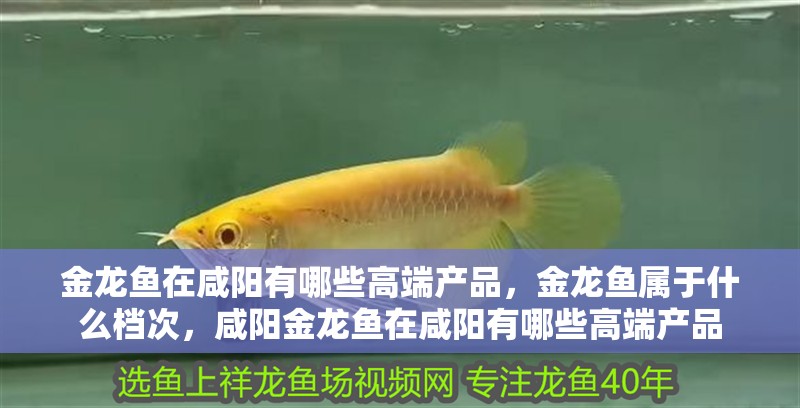 金龍魚在咸陽有哪些高端產品，金龍魚屬于什么檔次，咸陽金龍魚在咸陽有哪些高端產品