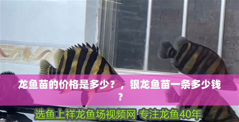 龍魚苗的價(jià)格是多少？，銀龍魚苗一條多少錢？