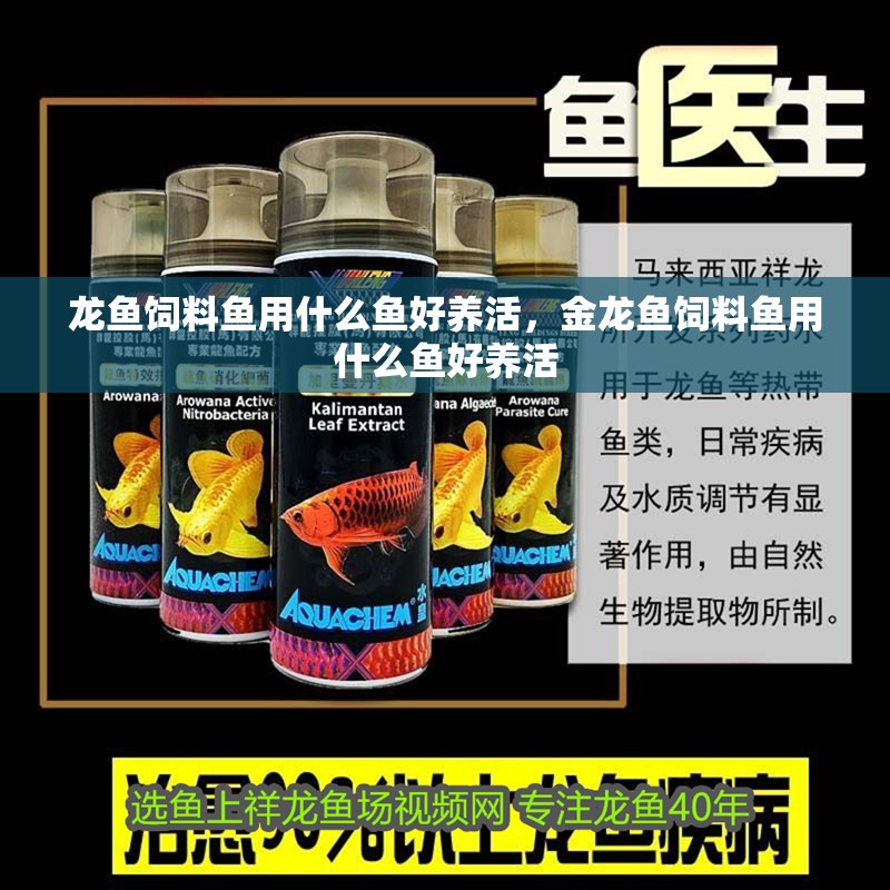 龍魚飼料魚用什么魚好養(yǎng)活，金龍魚飼料魚用什么魚好養(yǎng)活