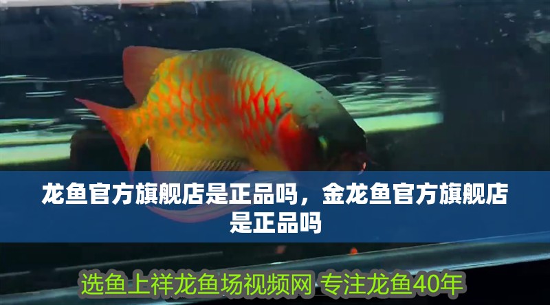 龍魚官方旗艦店是正品嗎，金龍魚官方旗艦店是正品嗎