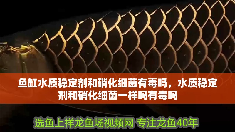 魚缸水質穩定劑和硝化細菌有毒嗎，水質穩定劑和硝化細菌一樣嗎有毒嗎