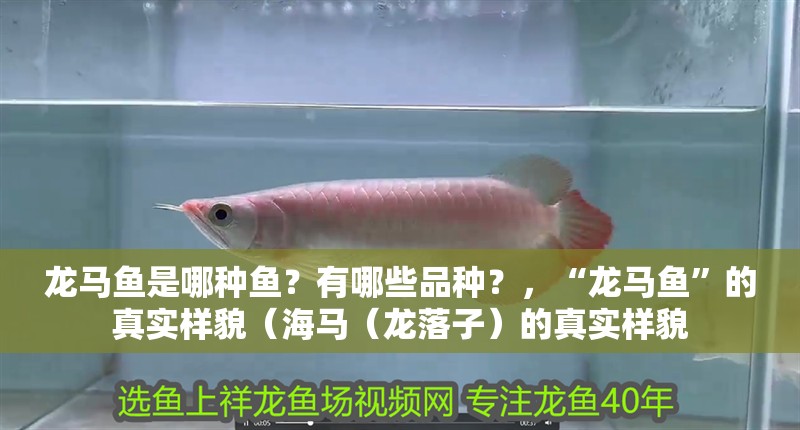 龍馬魚是哪種魚？有哪些品種？，“龍馬魚”的真實樣貌（海馬（龍落子）的真實樣貌