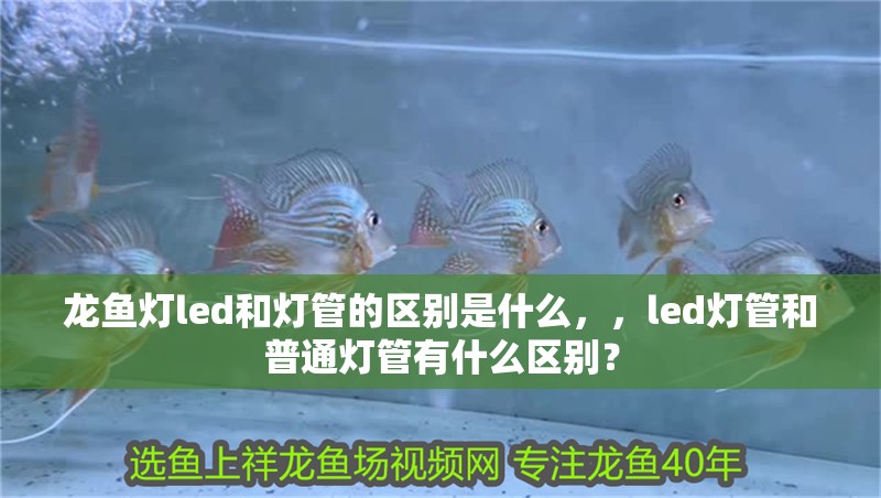 龍魚燈led和燈管的區(qū)別是什么，，led燈管和普通燈管有什么區(qū)別？
