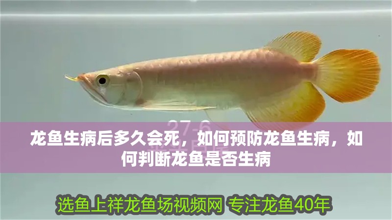 龍魚生病后多久會死，如何預(yù)防龍魚生病，如何判斷龍魚是否生病