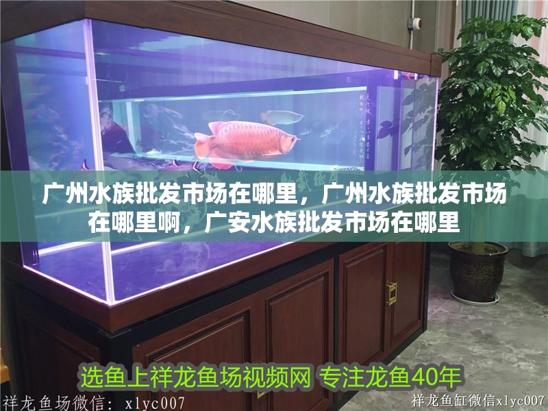 廣州水族批發(fā)市場在哪里，廣州水族批發(fā)市場在哪里啊，廣安水族批發(fā)市場在哪里