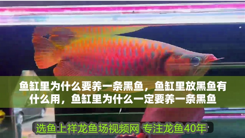 魚缸里為什么要養一條黑魚，魚缸里放黑魚有什么用，魚缸里為什么一定要養一條黑魚