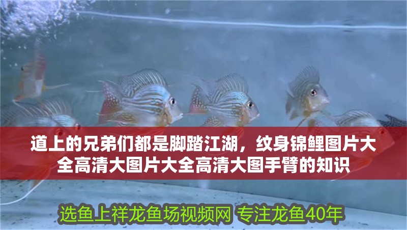 道上的兄弟們都是腳踏江湖，紋身錦鯉圖片大全高清大圖片大全高清大圖手臂的知識